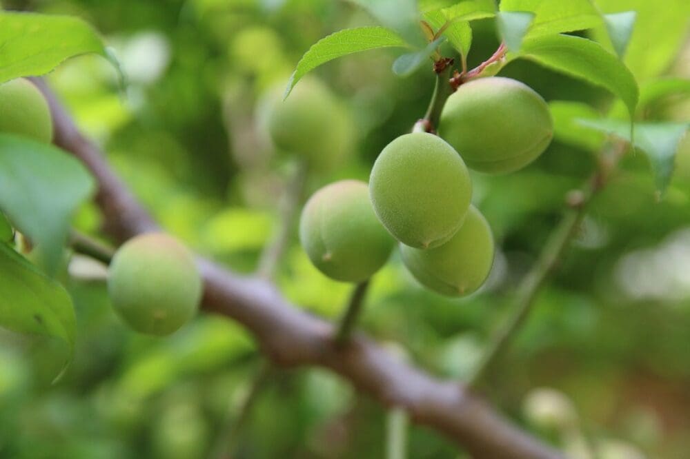 How to Visit the Gwangyang Maehwa Festival 2026 | Korea's First Spring Flowers! 4 maesil green plum