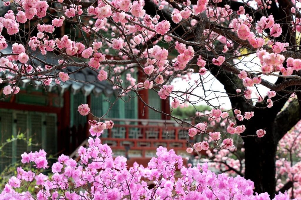Vibrant pink cherry blossoms in full bloom framing the traditional tiled roofs and wooden eaves of Changdeokgung Palace during spring in Seoul.