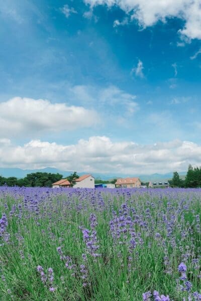 Korea in June 2026 Travel Guide | Lessons from 15 Years in Seoul 23 korea in june | hani lavender farm