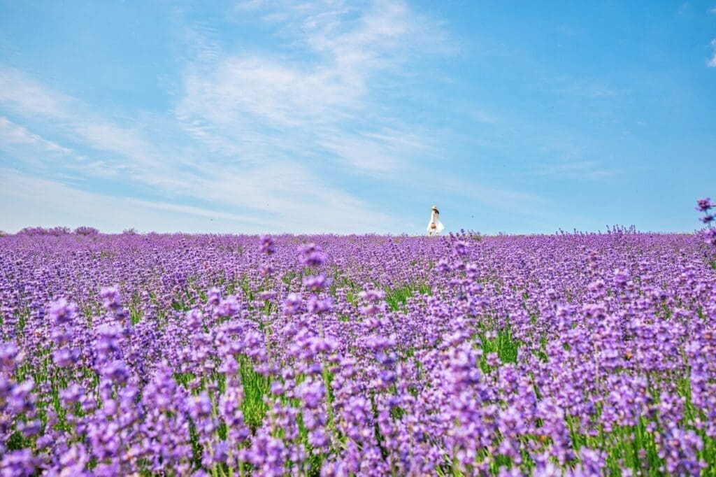 Herb One Lavender Festival | 3 Perfect Purple Things to do at Korea's Largest Lavender Farm 1 herb one lavender festival in korea