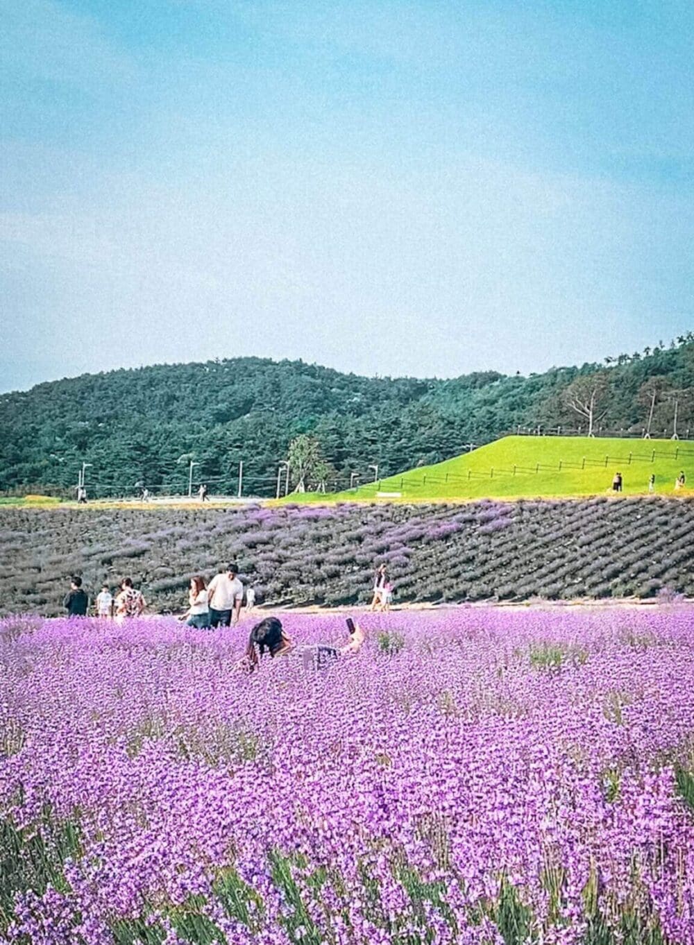 summer in korea | lavender festival