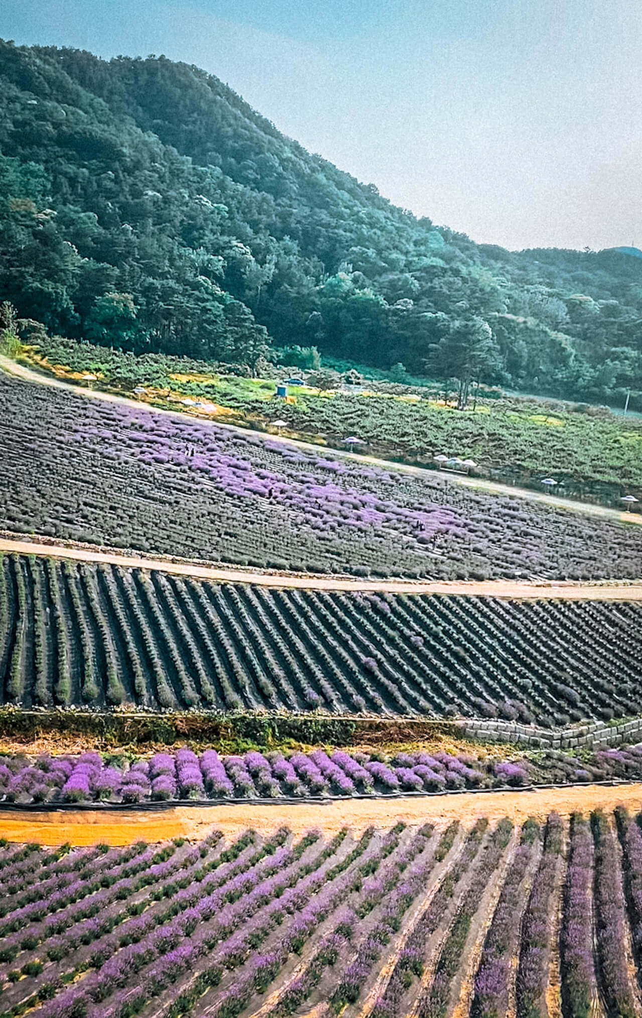Herb One Lavender Festival | 3 Perfect Purple Things to do at Korea's Largest Lavender Farm 4 jeongeup herb one lavender farm