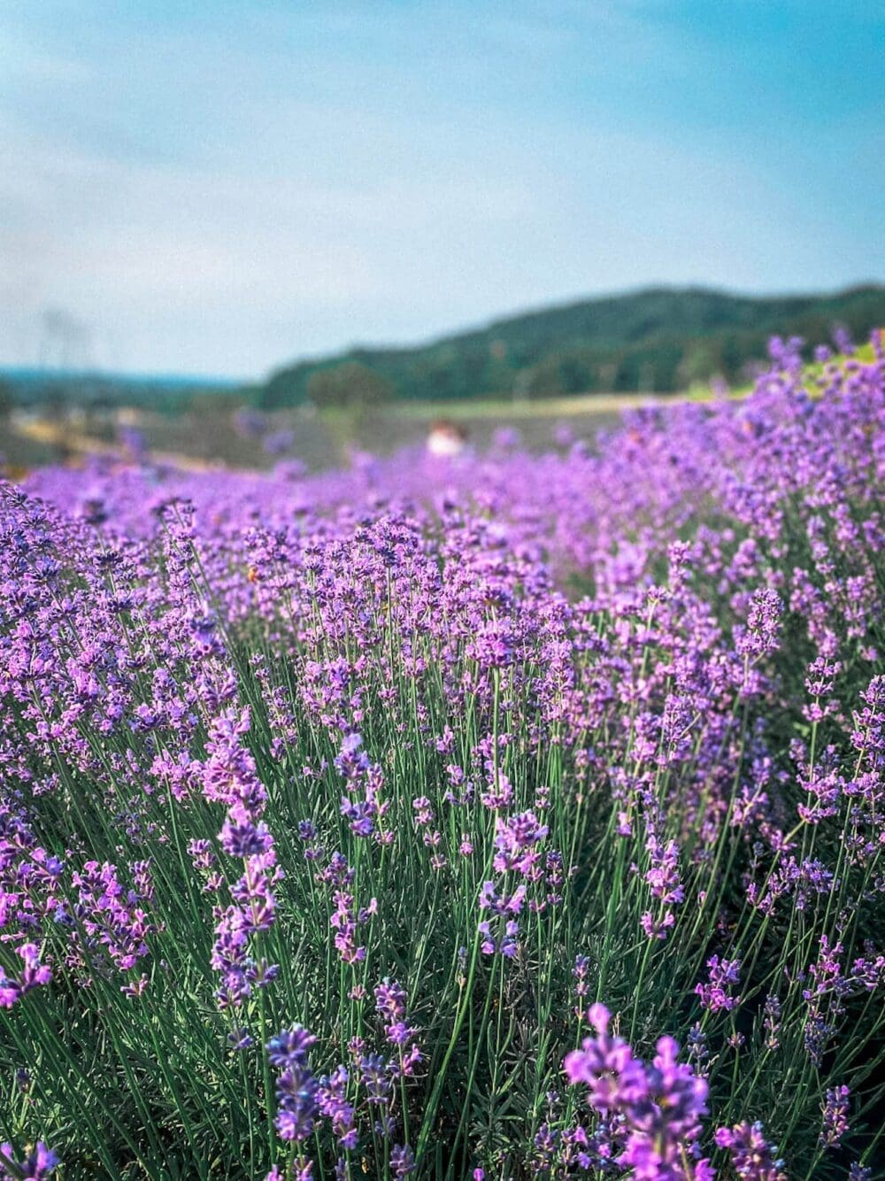 Herb One Lavender Festival | 3 Perfect Purple Things to do at Korea's Largest Lavender Farm 3 herb one lavender festival in korea