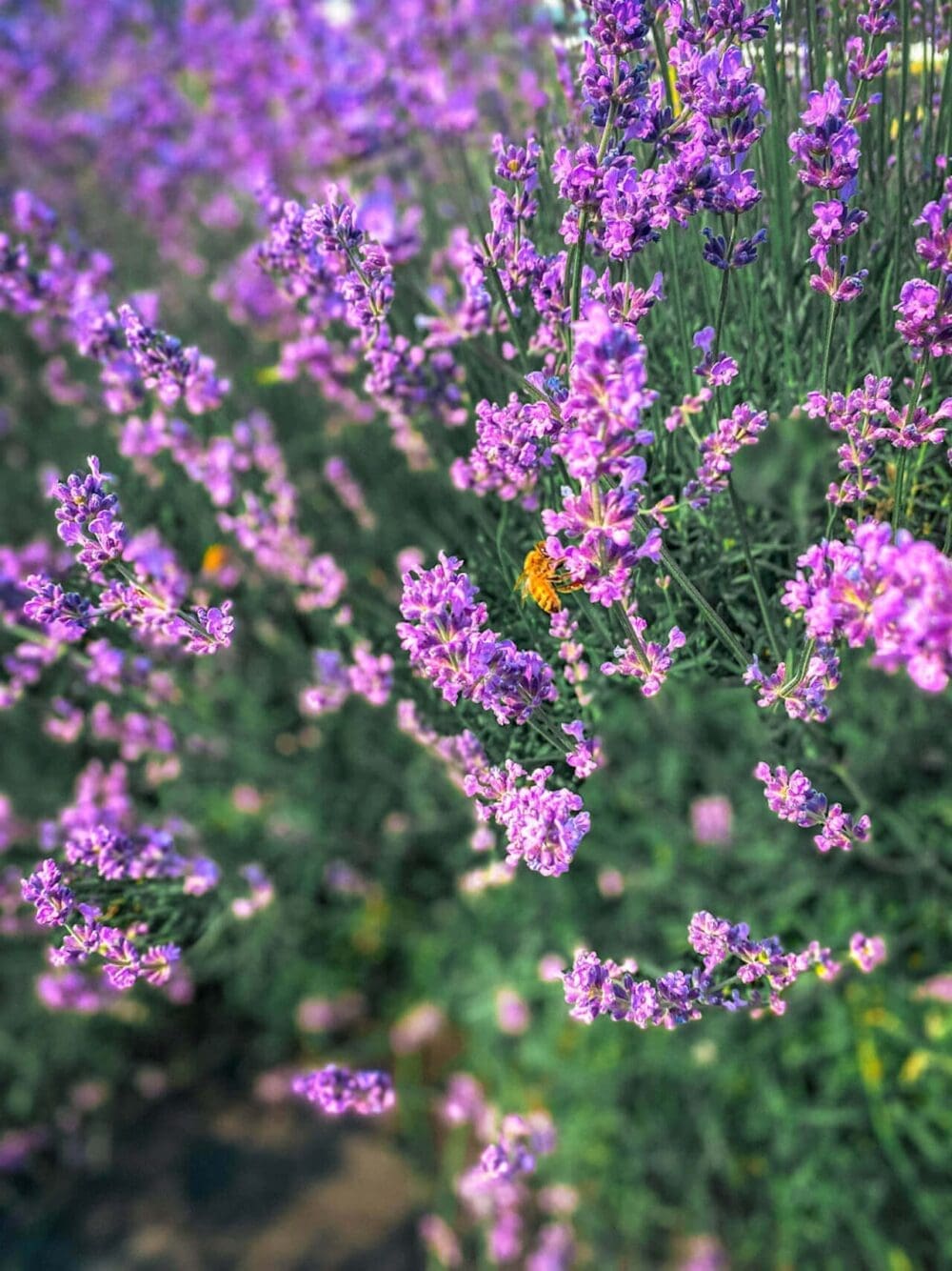 Herb One Lavender Festival | 3 Perfect Purple Things to do at Korea's Largest Lavender Farm 13 bees at herb one lavender festival