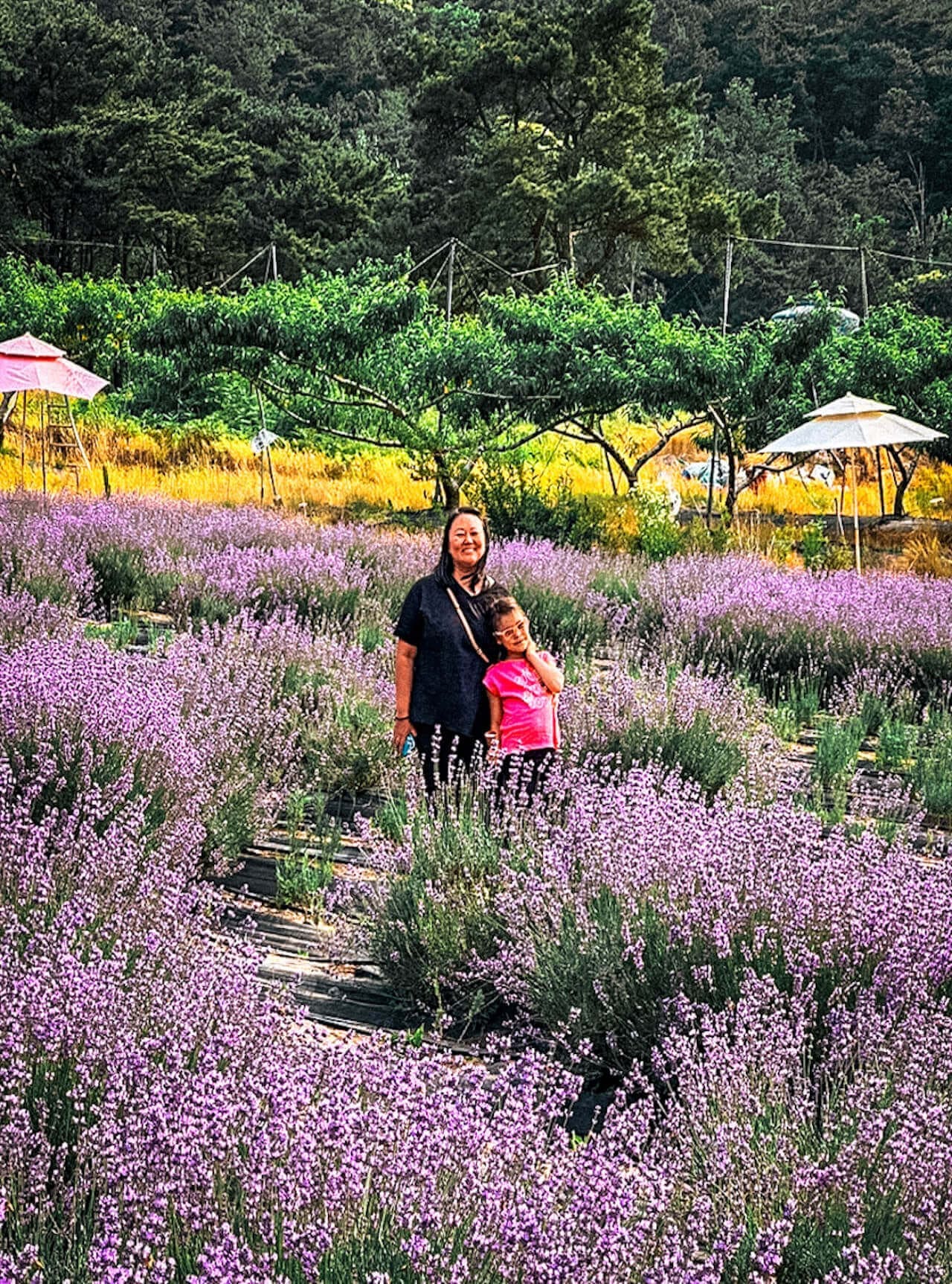 Herb One Lavender Festival | 3 Perfect Purple Things to do at Korea's Largest Lavender Farm 9 herb one lavender festival