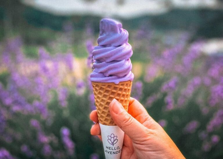 Herb One Lavender Festival | 3 Perfect Purple Things to do at Korea’s Largest Lavender Farm