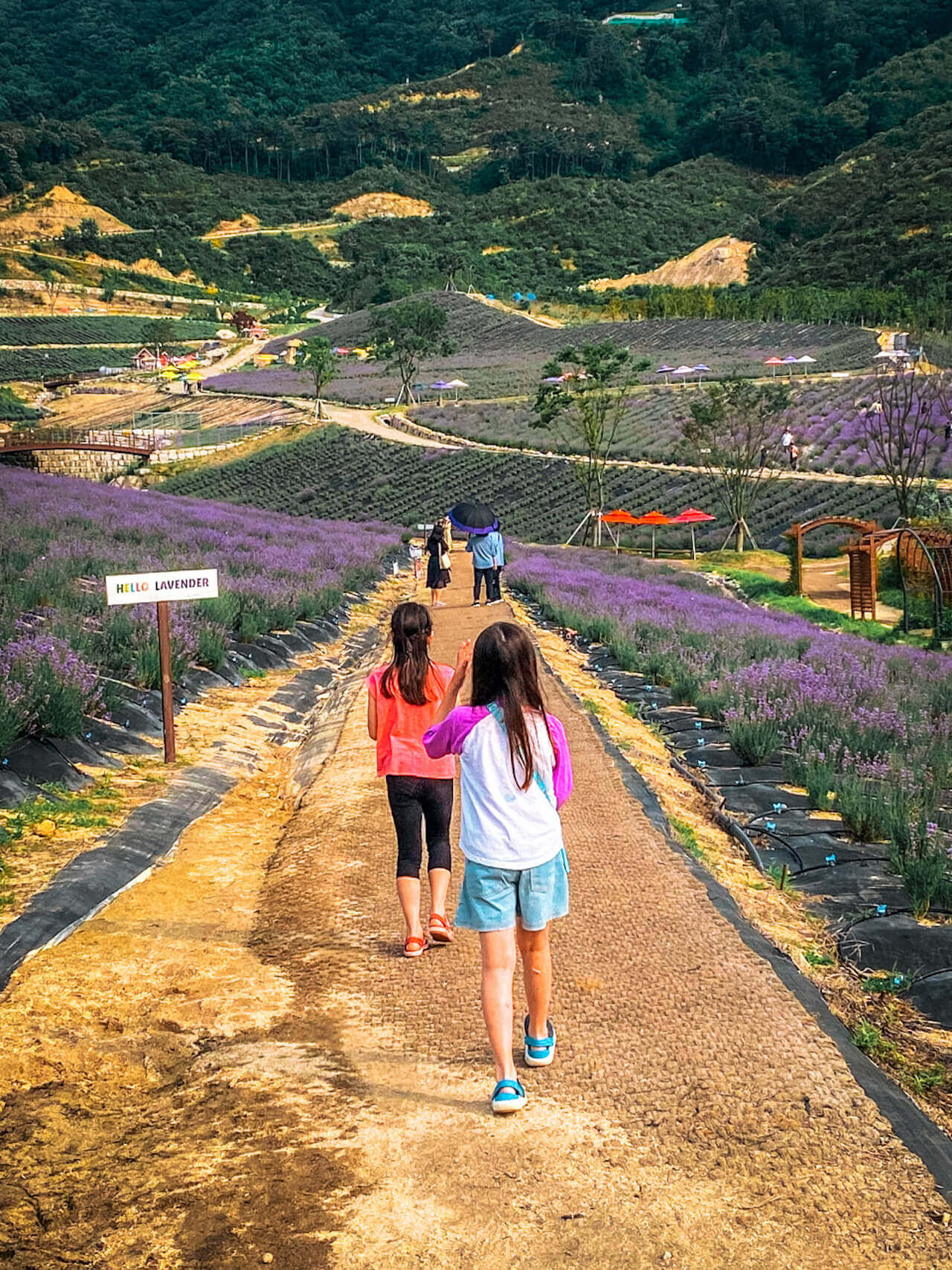 Herb One Lavender Festival | 3 Perfect Purple Things to do at Korea's Largest Lavender Farm 10 herb one lavender festival korea