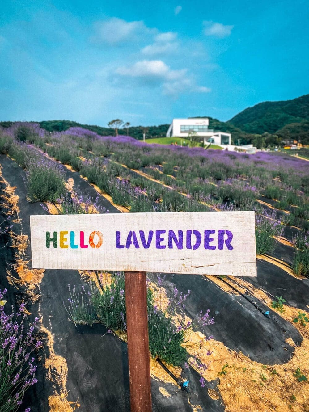 Herb One Lavender Festival | 3 Perfect Purple Things to do at Korea's Largest Lavender Farm 2 jeongeup herb one lavender festival