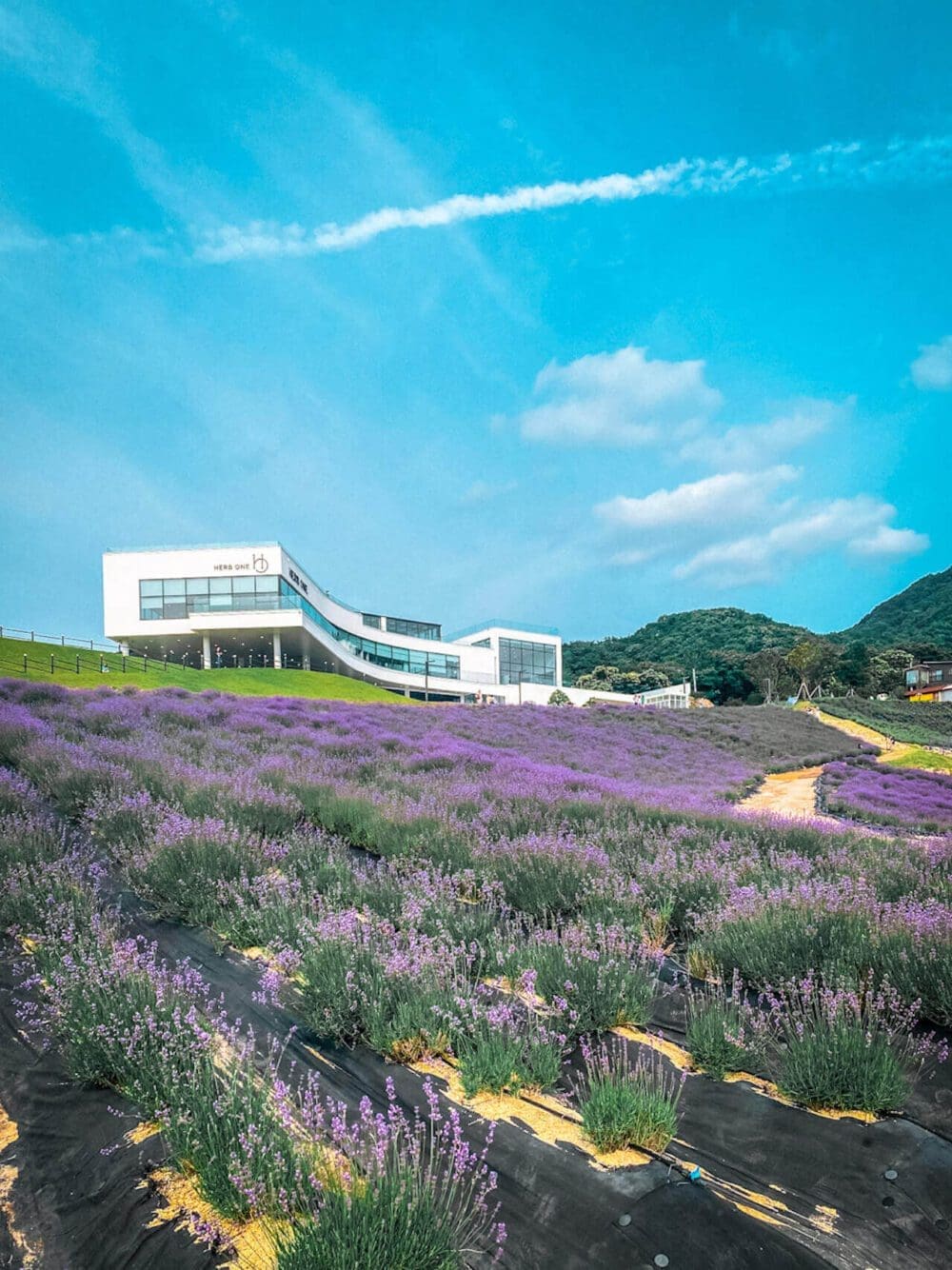 Herb One Lavender Festival | 3 Perfect Purple Things to do at Korea's Largest Lavender Farm 5 Herb One Cafe and Lavender Festival in Korea