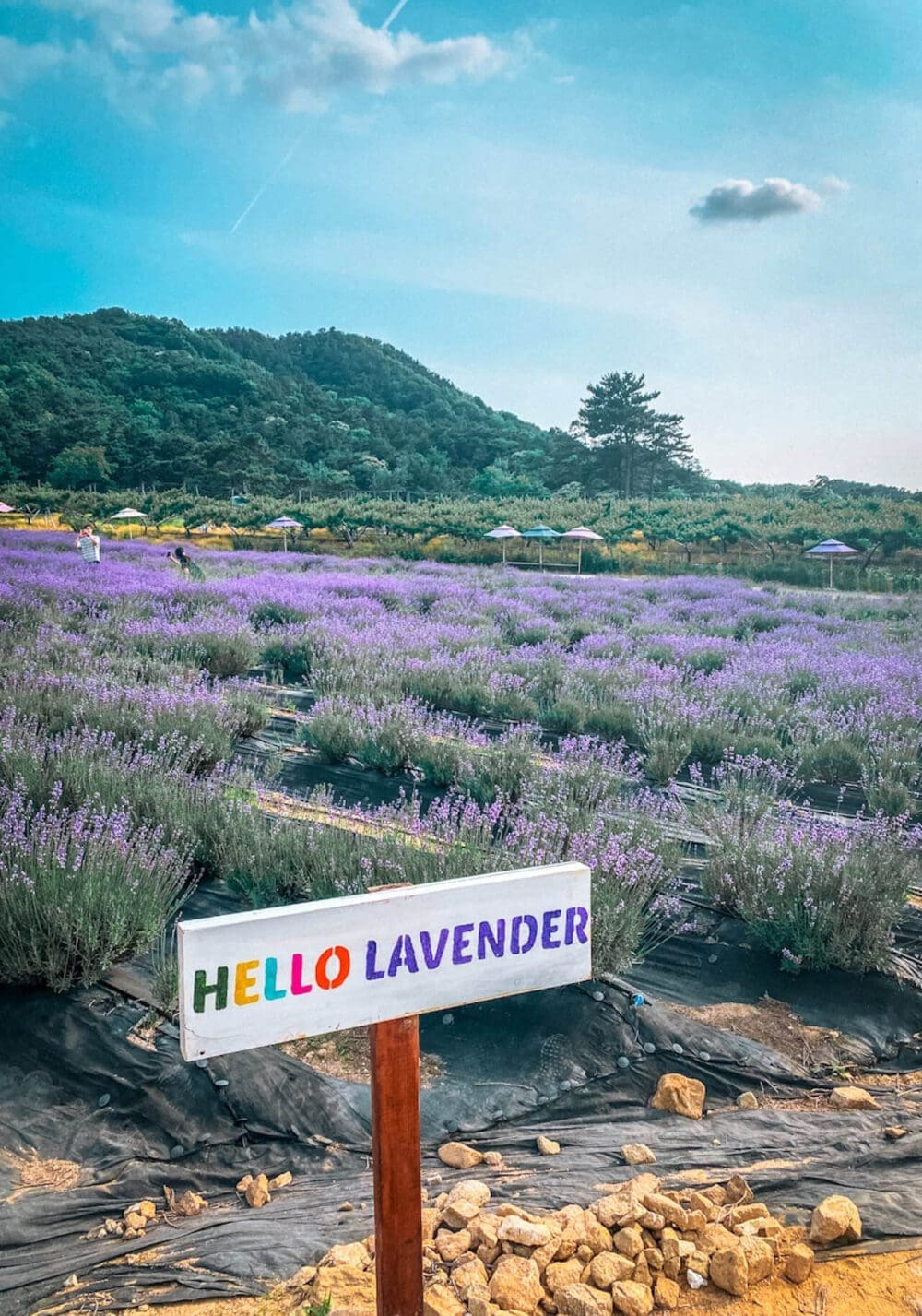 Herb One Lavender Festival | 3 Perfect Purple Things to do at Korea's Largest Lavender Farm 8 herb one lavender festival jeongeup korea