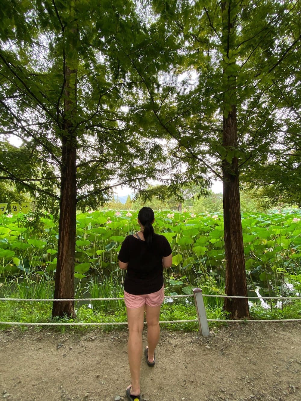 summer in korea | lotus flowers in full bloom