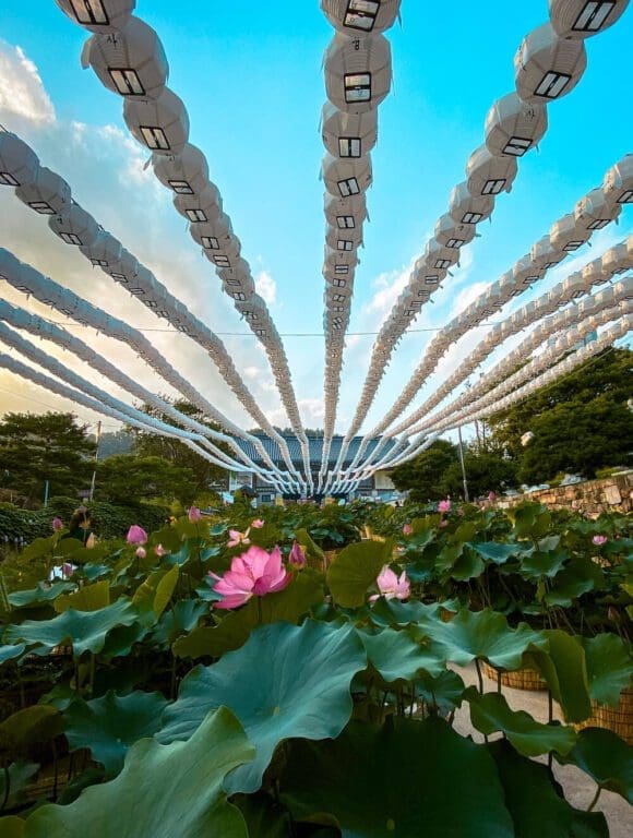Korea in July 2026: Weather & Festival Guide From a 15-Year Expat 12 bongeunsa lotus flower festival in seoul in july