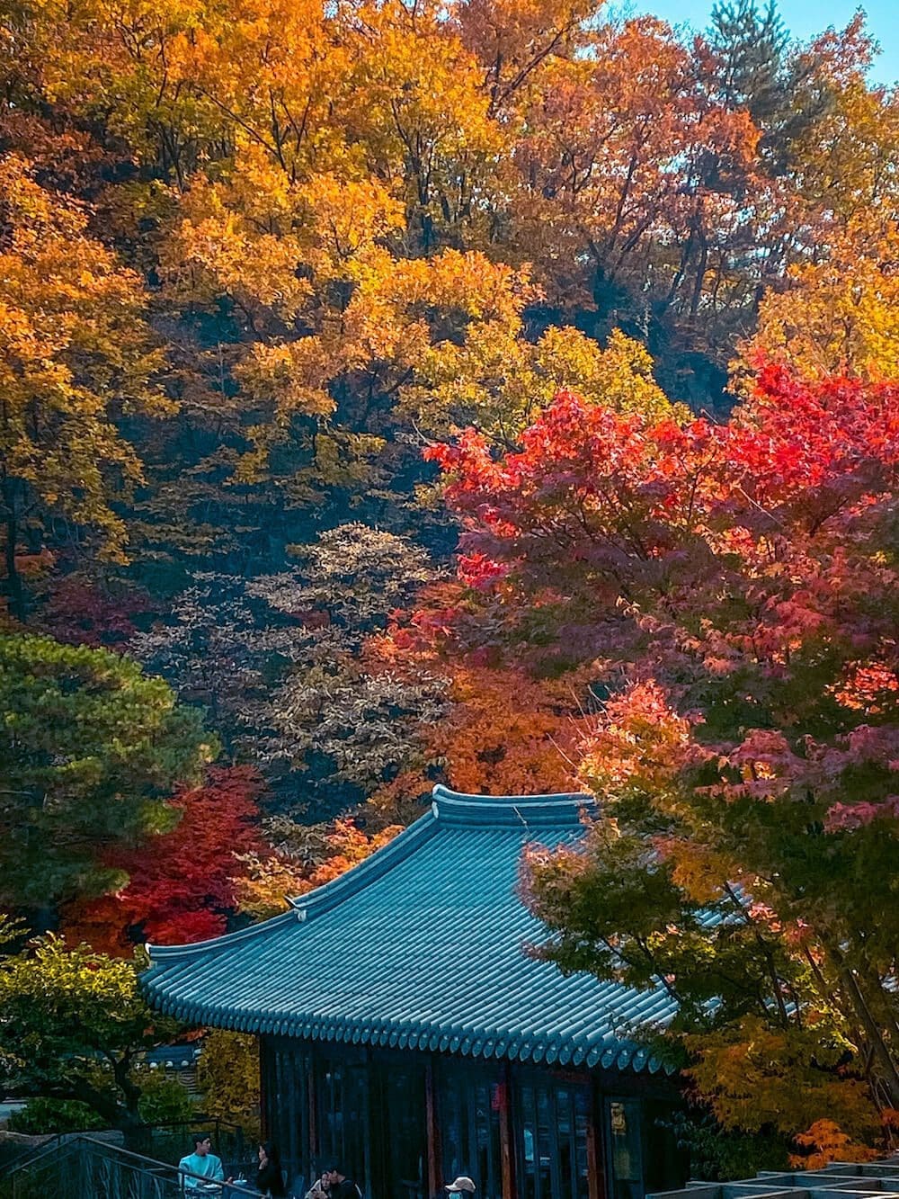 Hwadam Botanic Garden is a 4-Season Beauty, but Autumn is TRULY Dazzling 2 autumn at hwadam botanic garden near seoul