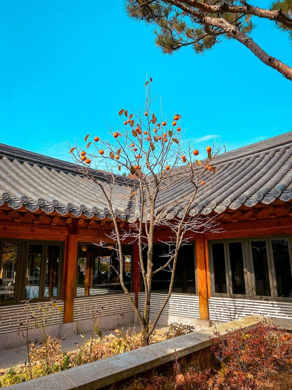 Hwadam Botanic Garden is a 4-Season Beauty, but Autumn is TRULY Dazzling 28 hwadam botanic garden