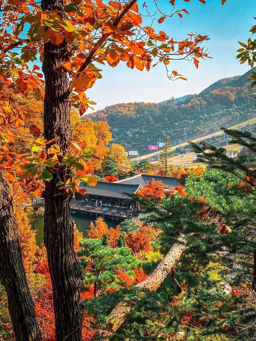 Hwadam Botanic Garden is a 4-Season Beauty, but Autumn is TRULY Dazzling 12 hwadam forest korea