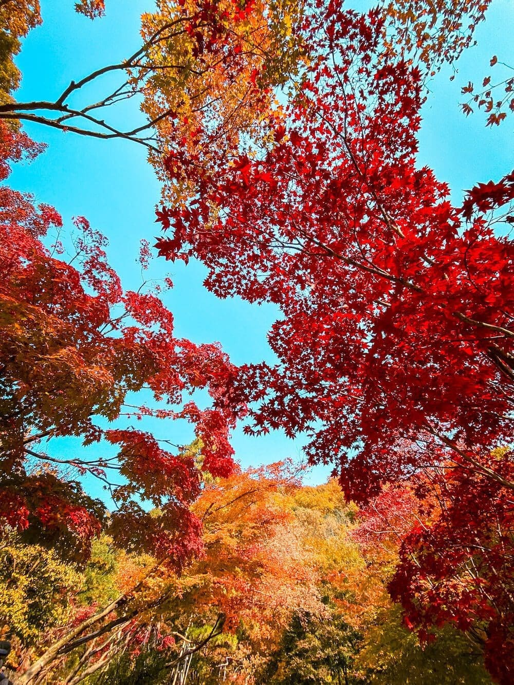 Hwadam Botanic Garden is a 4-Season Beauty, but Autumn is TRULY Dazzling 13 hwadam botanic garden autumn leaves