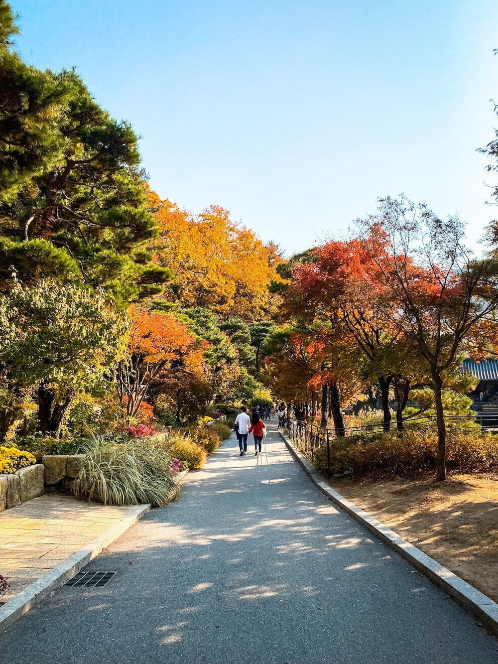 Hwadam Botanic Garden is a 4-Season Beauty, but Autumn is TRULY Dazzling 20 hwadam botanic garden