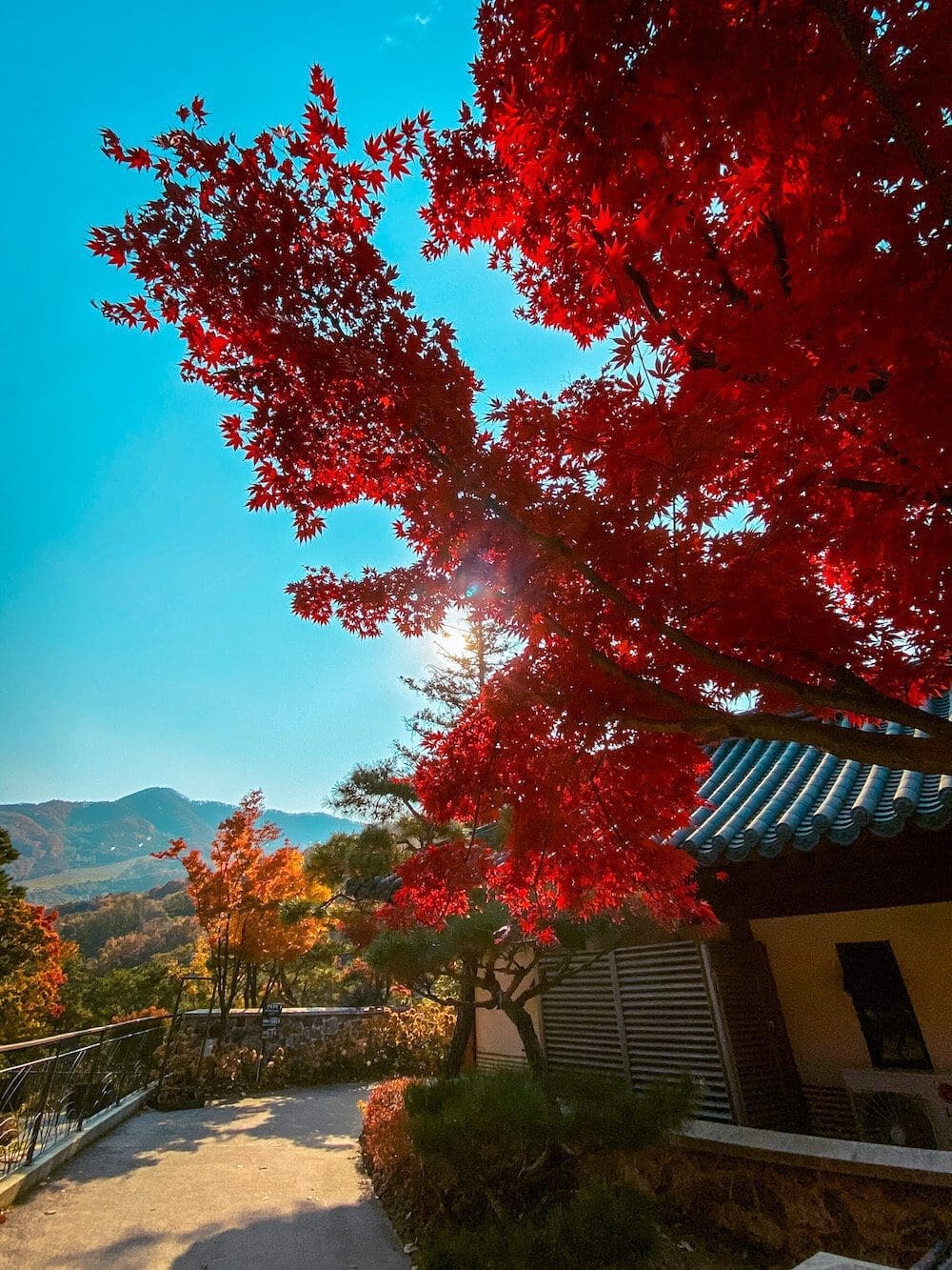 Hwadam Botanic Garden is a 4-Season Beauty, but Autumn is TRULY Dazzling 22 maple trees at hwadam botanic garden