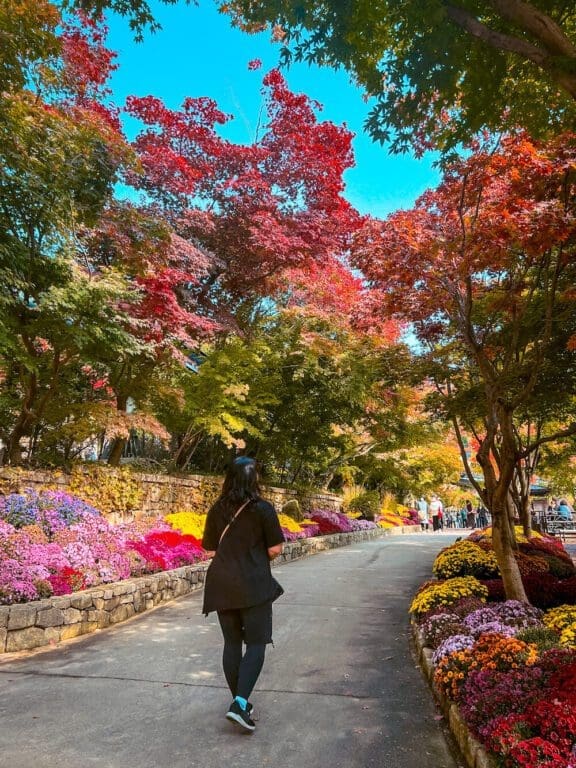 Autumn Flowers in South Korea: 15 Fantastic Fall Festivals (with Naver Map Links!) 10 walking through an landscape of colourful fall foliage and autumn flowers in korea at hwadam botanic garden in gwangju