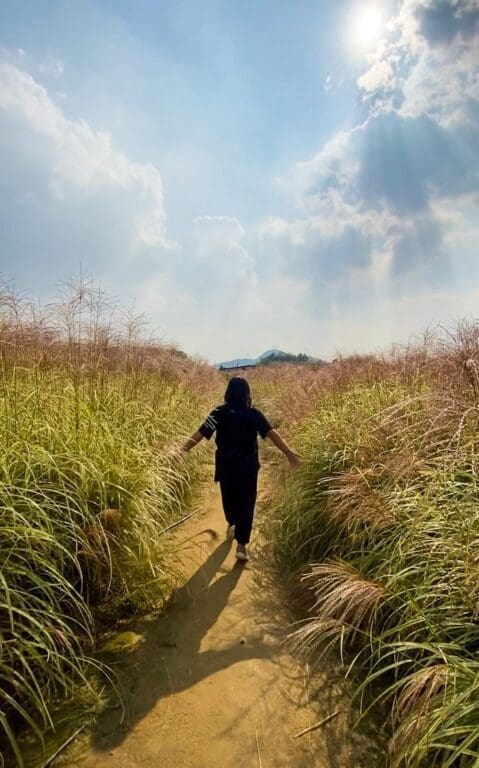 Autumn Flowers in South Korea: 15 Fantastic Fall Festivals (with Naver Map Links!) 26 girl walking through autumn grasses in south korea at yangju nari farm