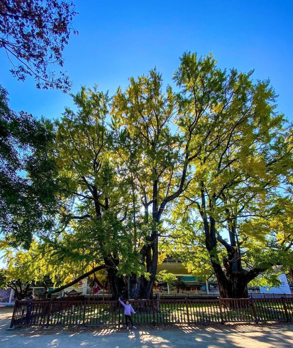Autumn in Seoul | 17 Spectacular Places to Visit in Seoul during Autumn 22 autumn in seoul | munmyo confucian shrine gingko trees