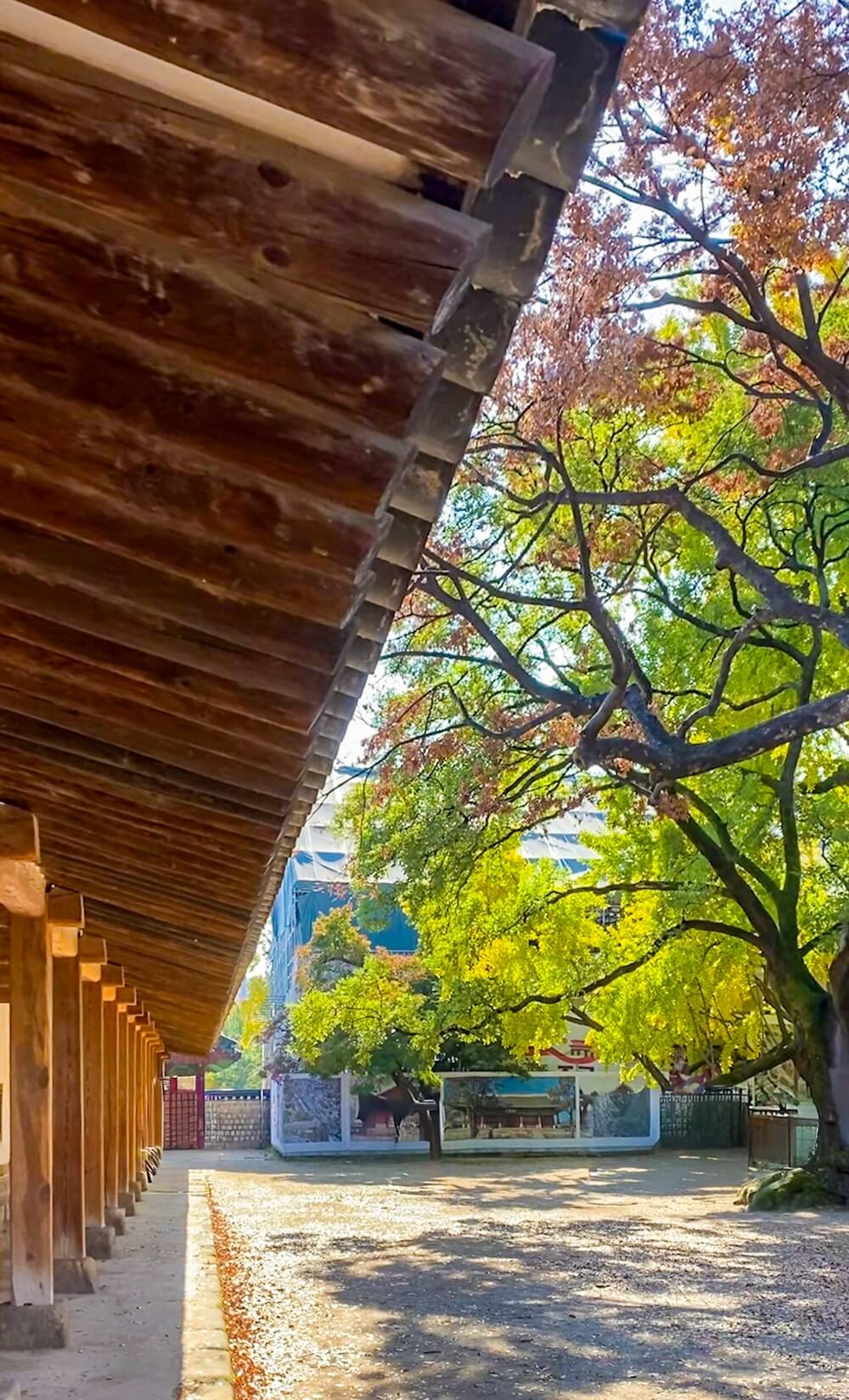 Autumn in Seoul | 17 Spectacular Places to Visit in Seoul during Autumn 24 autumn in seoul | munmyo confucian shrine gingko trees