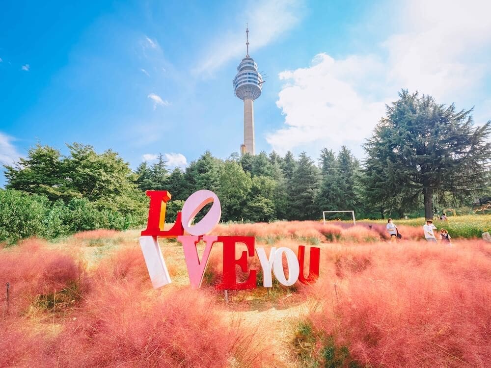 Hwadam Botanic Garden is a 4-Season Beauty, but Autumn is TRULY Dazzling 27 pink muhly in daegu