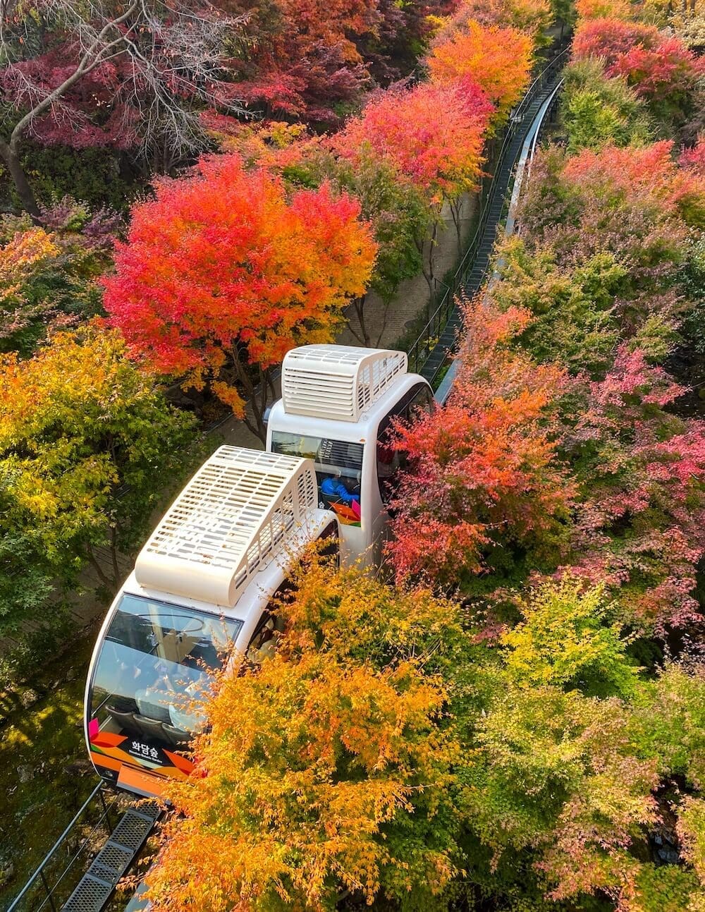 Hwadam Botanic Garden is a 4-Season Beauty, but Autumn is TRULY Dazzling 29 hwadam botanic garden monorail in autumn