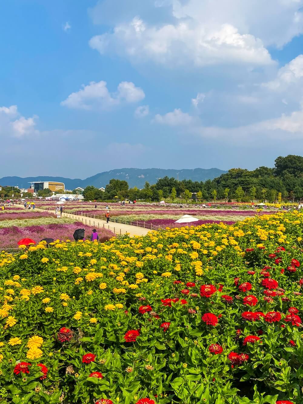 yangju