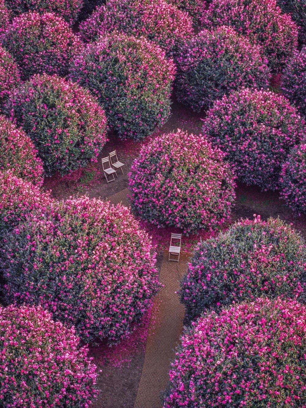 korea in november | camelia flowers on jeju island