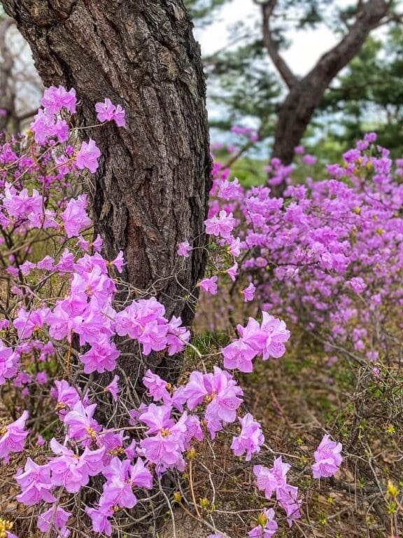 korea in spring | azaleas
