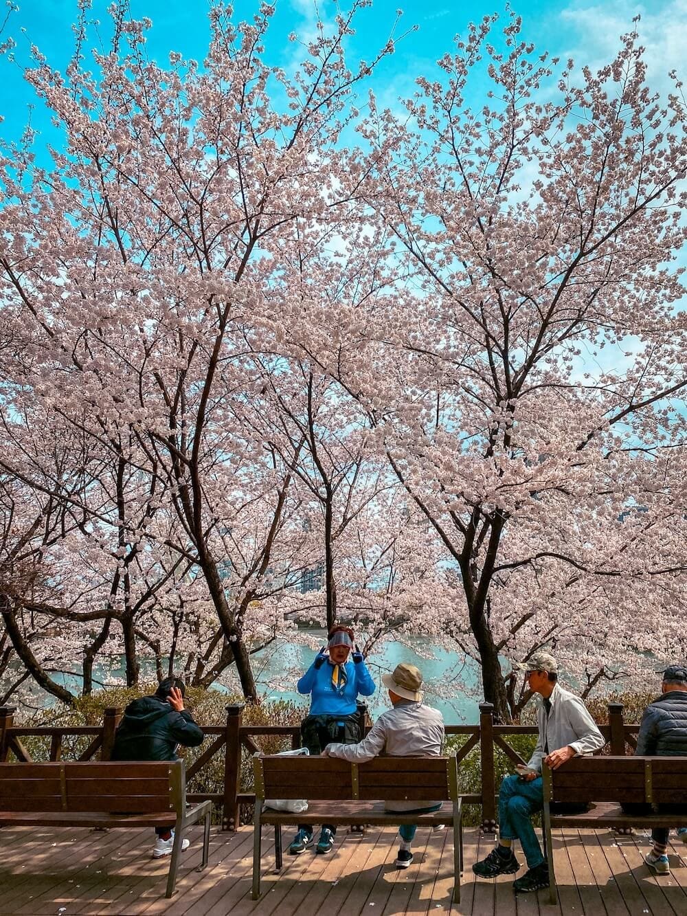 2026 Cherry Blossoms in Korea Forecast | Best Festivals in Seoul, Jinhae, Busan and More 46 cherry blossoms at seokchon lake