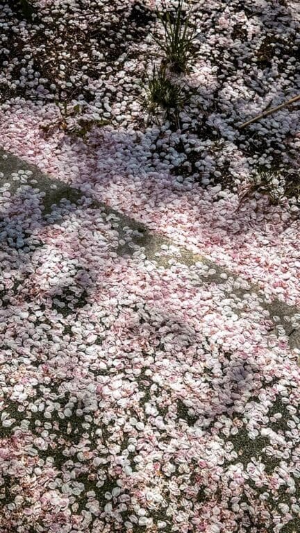 2026 Cherry Blossoms in Korea Forecast | Best Festivals in Seoul, Jinhae, Busan and More 7 cherry blossom petals in korea