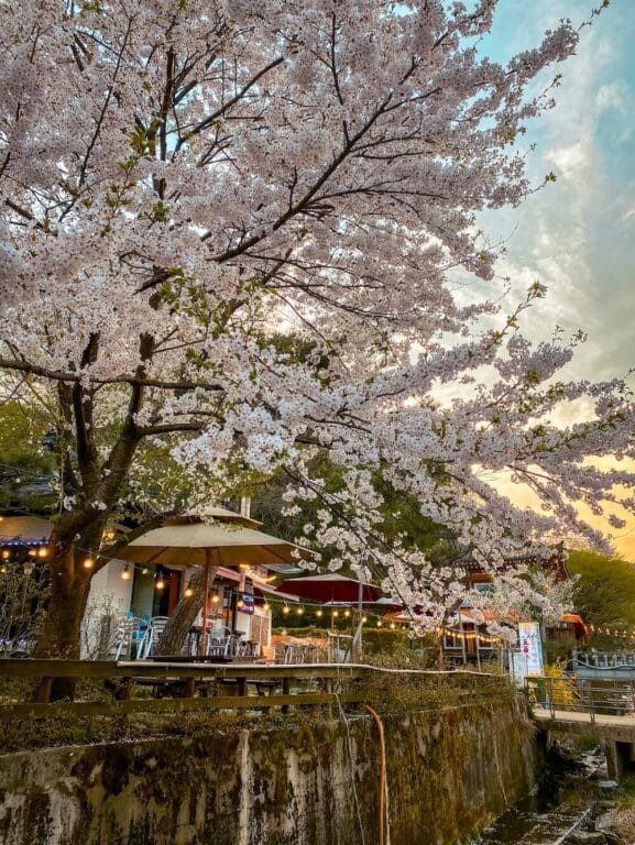 76 Delightful Things to do on a Rainy Day in Seoul (+ Heat and Pollution too!) 84 cherry blossoms at sunset in namhansanseong fortress near seoul