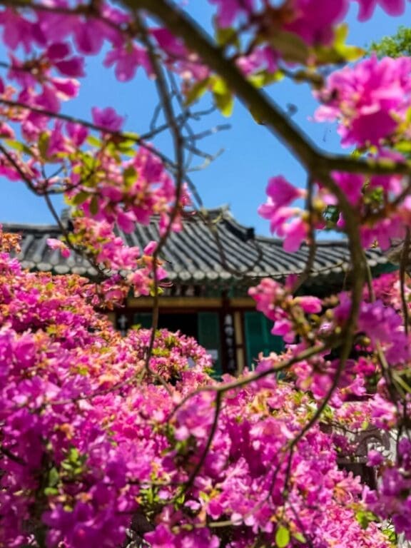 Exploring Korea in March 2026 | A Local's Insider Guide 36 korea in march | azalea