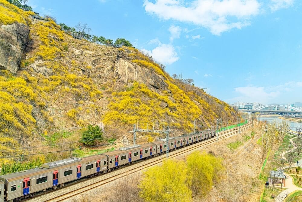 eungbongsan mountain forsythia in spring