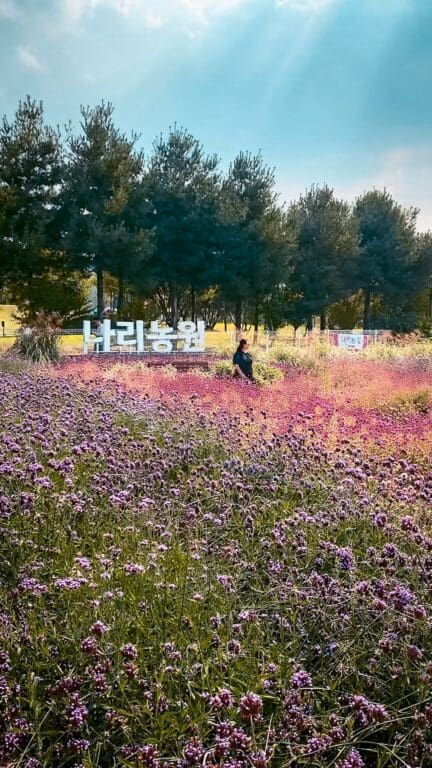 Autumn Flowers in South Korea: 15 Fantastic Fall Festivals (with Naver Map Links!) 12 yangju nari park sign with fields full of autumn flowers in south korea
