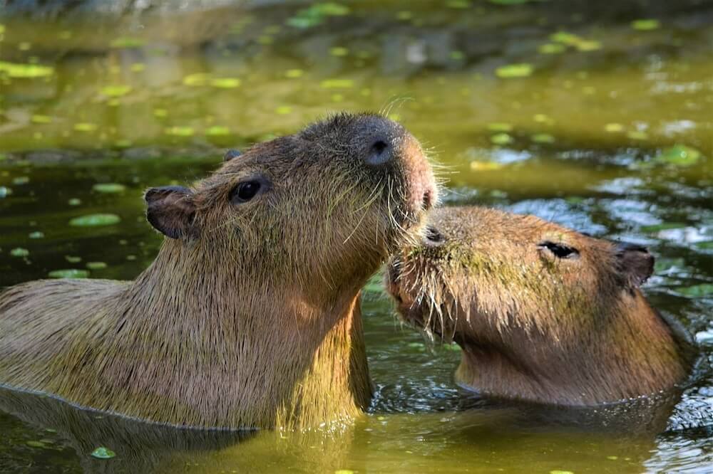 76 Delightful Things to do on a Rainy Day in Seoul (+ Heat and Pollution too!) 29 capybara
