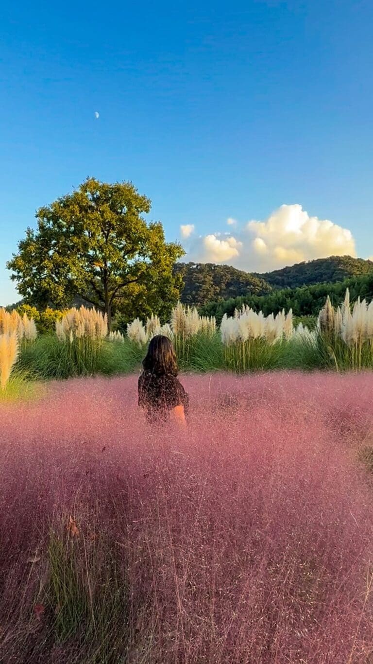 october in korea | pink muhly