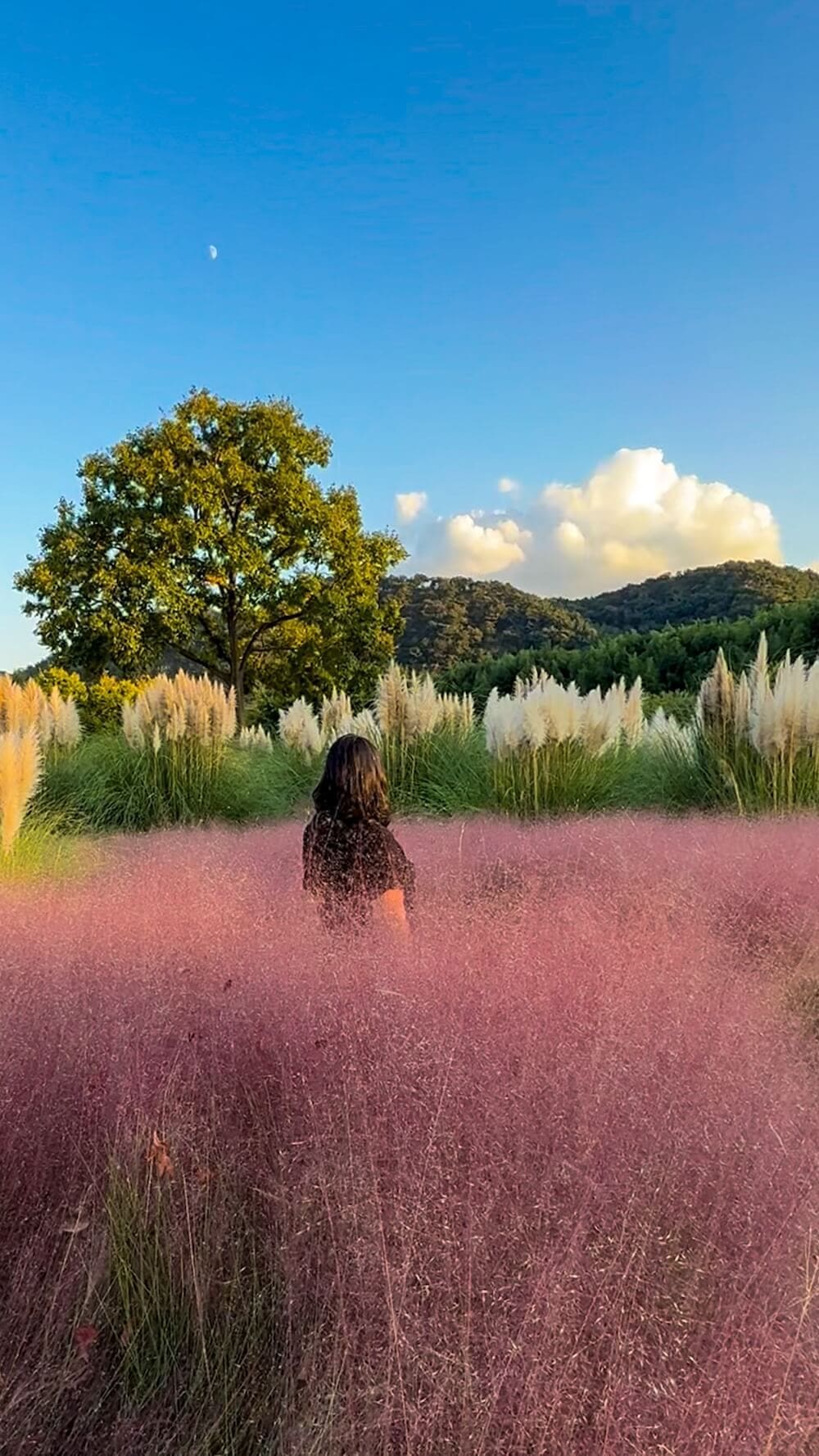 Destinations 4 pink muhly in korea