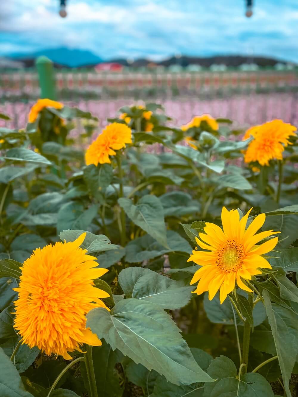 goseokjeong flower garden in october