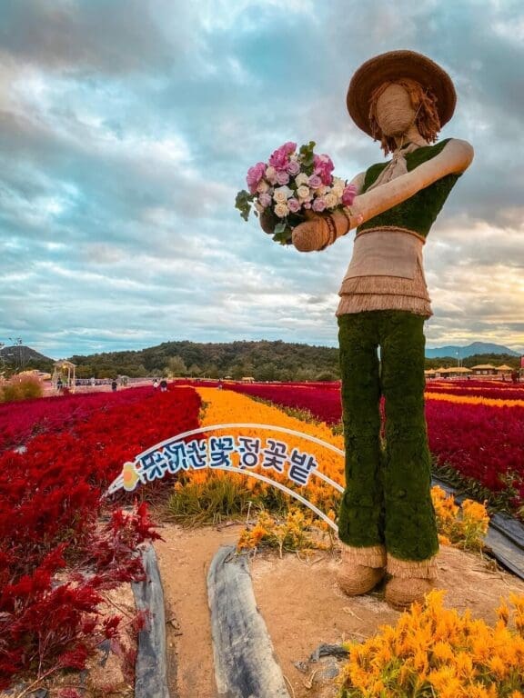 Autumn Flowers in South Korea: 15 Fantastic Fall Festivals (with Naver Map Links!) 20 goseokjeong flower garden in autumn