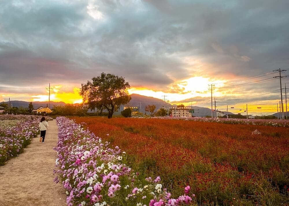 goseokjeong flower garden in autumn