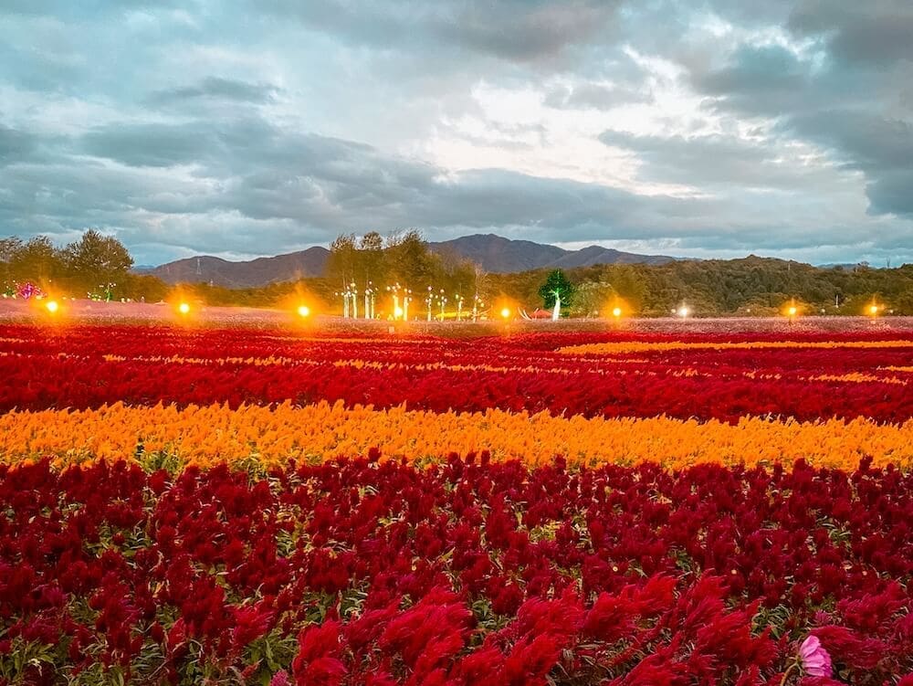 Goseokjeong Flower Garden in October
