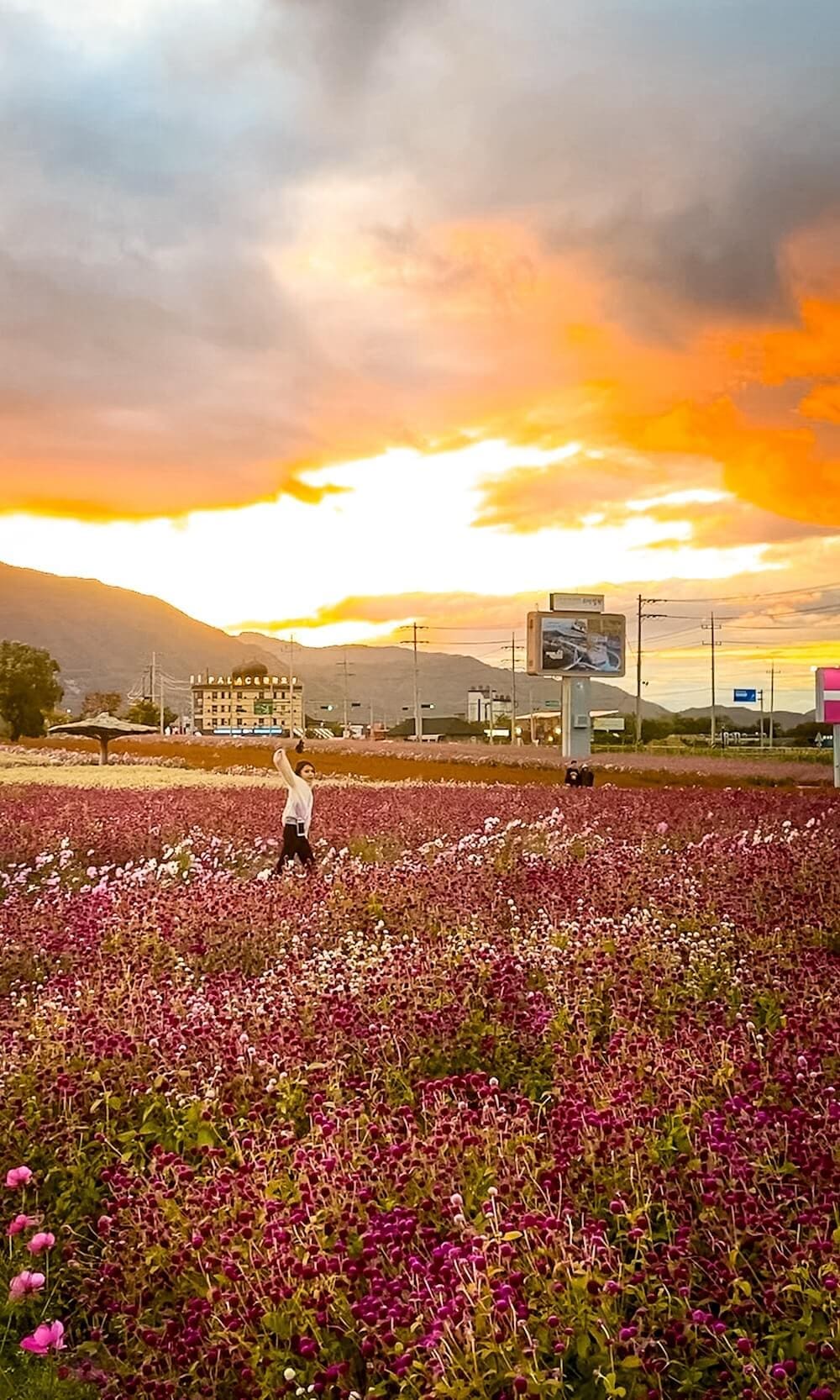 goseokjeong autumn flower festival