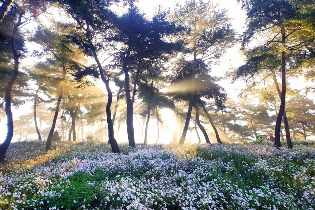 Autumn Flowers in South Korea: 15 Fantastic Fall Festivals (with Naver Map Links!) 7 delicate white Siberian Chrysanthemums in korean autumn covering a hillside with pine trees and sun in the background