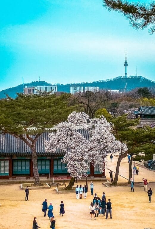 The 5 Royal Palaces in Seoul: A No-Nonsense Expat's Guide to Visiting 10 Spring cherry blossoms blooming next to traditional tiled roofs at Changgyeonggung Palace with N Seoul Tower on the mountain skyline, a top view among the palaces in Seoul.