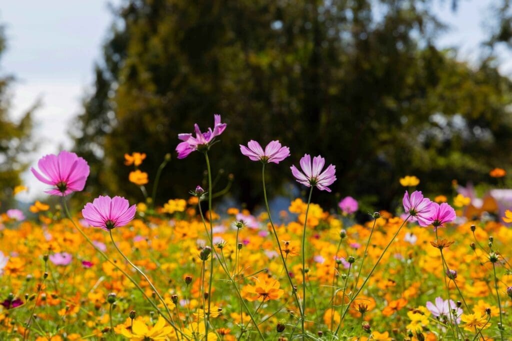 Autumn Flowers in South Korea: 15 Fantastic Fall Festivals (with Naver Map Links!) 3 autumn flowers in south korea - pink cosmos flowers standing out in a field of orange and yellow cosmos