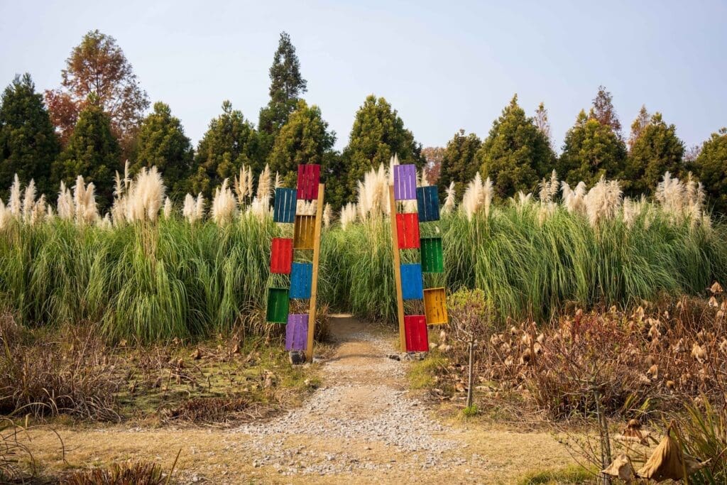 Autumn Flowers in South Korea: 15 Fantastic Fall Festivals (with Naver Map Links!) 23 feathery white pampas grass in full bloom at cheongsan arboretum in taean, south korea