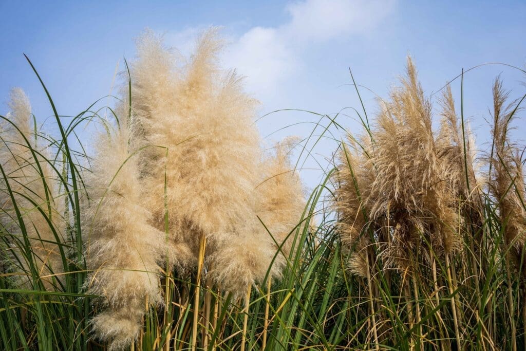 Autumn Flowers in South Korea: 15 Fantastic Fall Festivals (with Naver Map Links!) 6 white, teathery pampas grass in full bloom